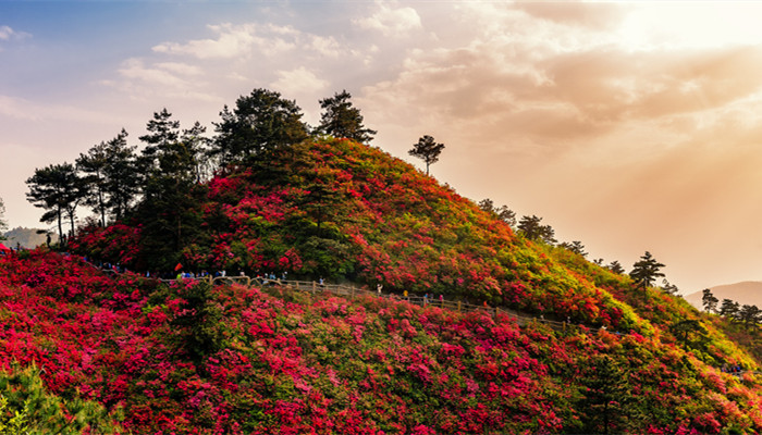 杜鹃花期多久(图2)
